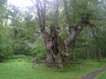 Roble de Beheitiko landa