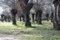 Fresnos de la Dehesa de Abajo