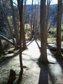 Zona arbolada a la orilla del río