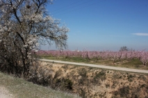 Frutales floreciendo