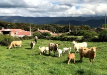 Vistas del Valle